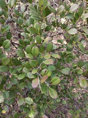 Vaccinium bracteatum