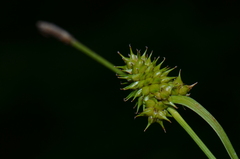Carex flava