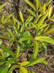 Zanthoxylum armatum