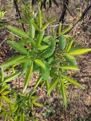 Zanthoxylum armatum