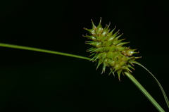 Carex flava