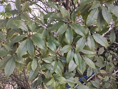 Pittosporum illicioides