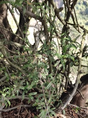 Osteomeles subrotunda