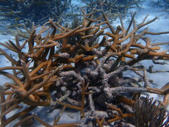 Acropora cervicornis