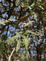 Osteomeles subrotunda