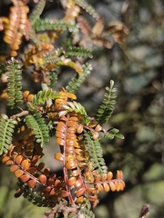 Osteomeles subrotunda