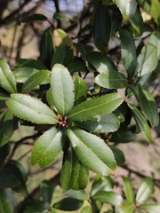Quercus phillyreoides