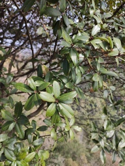 Quercus phillyreoides