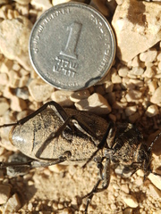 Carabus