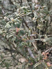 Osteomeles subrotunda