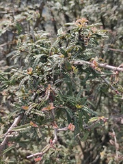 Osteomeles subrotunda