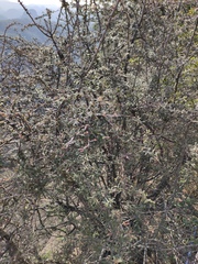 Osteomeles subrotunda