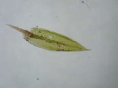 Bryum violaceum