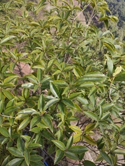 Osmanthus fragrans