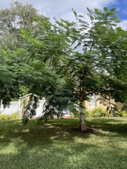 Delonix regia