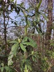 Eriobotrya japonica