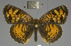 Phyciodes batesii