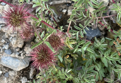Acaena ovalifolia