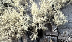 Usnea hirta