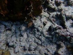 Gymnothorax miliaris