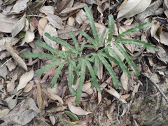 Pteris multifida