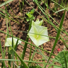 Convolvulus crenatifolius
