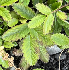 Acaena ovalifolia