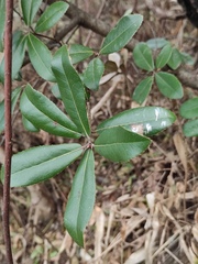 Quercus phillyreoides