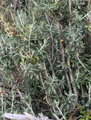 Chiliotrichum diffusum