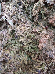 Selaginella helvetica