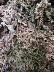 Selaginella helvetica