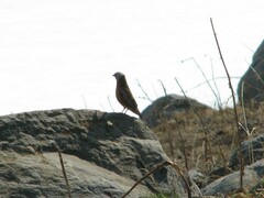 Leucosticte tephrocotis