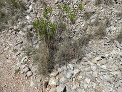 Andropogon distachyos
