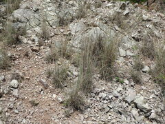 Andropogon distachyos