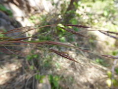 Andropogon distachyos