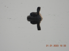 Tachybaptus ruficollis