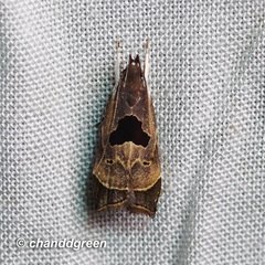 Helcystogramma hibisci