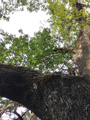 Quercus phillyreoides