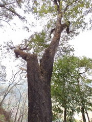 Quercus phillyreoides