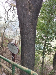 Quercus phillyreoides