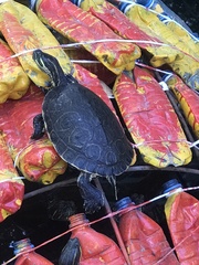 Trachemys venusta cataspila