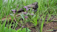 Raphionacme hirsuta