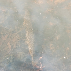 Lepisosteus oculatus