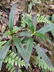 Hedyotis caudatifolia