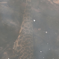 Lepisosteus oculatus