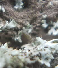 Entomobrya nivalis