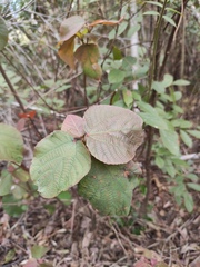 Alchornea davidii