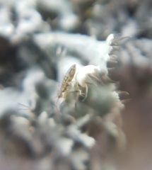 Entomobrya nivalis