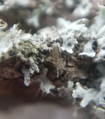 Entomobrya nivalis