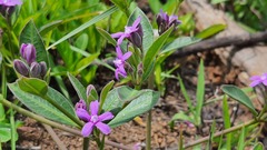 Raphionacme hirsuta